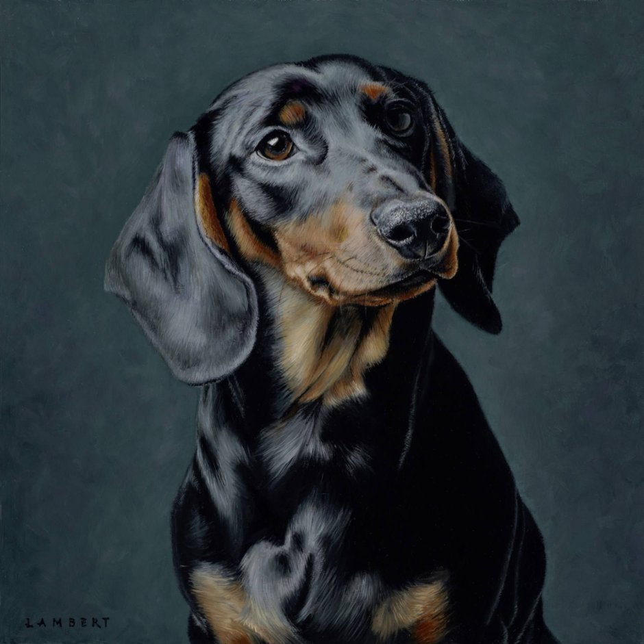 Ротвейлер и такса