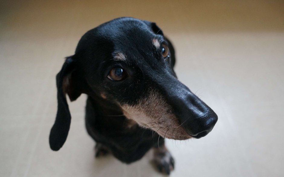 Голубая такса