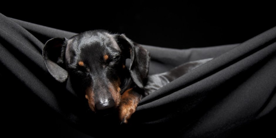 Гладкошерстная американская карликовая такса