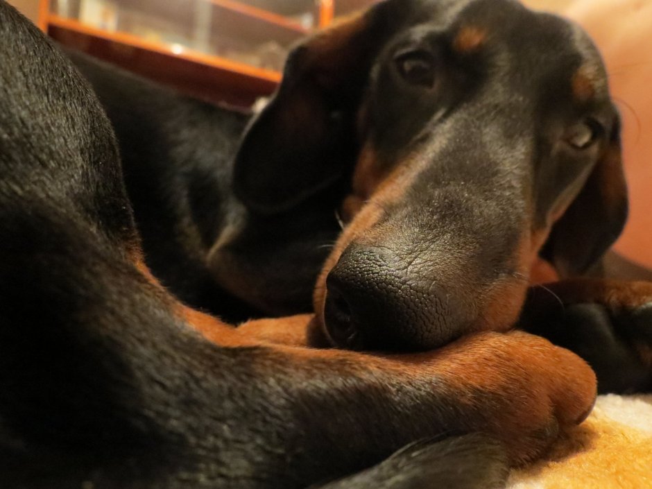 Такса на сером фоне фото