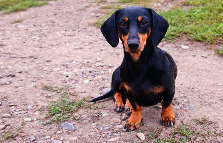 Серая такса