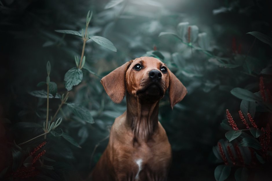 Такса терьер