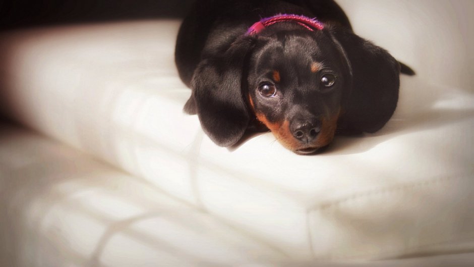 Красная такса