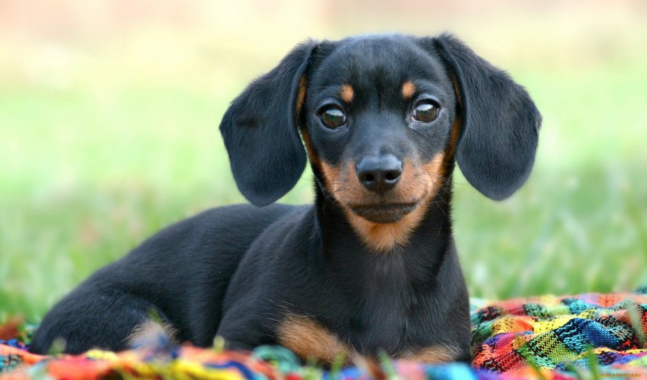 Мордочка таксы