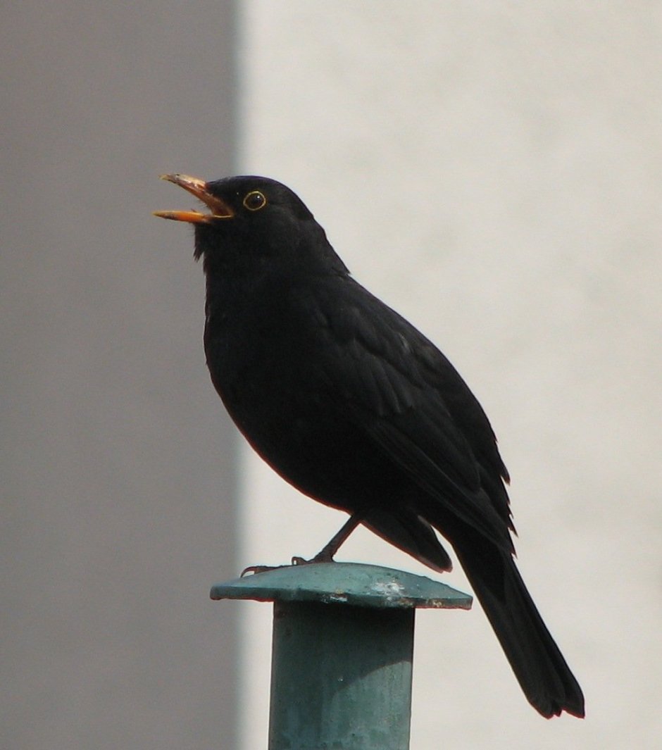 Blackbird черный Дрозд