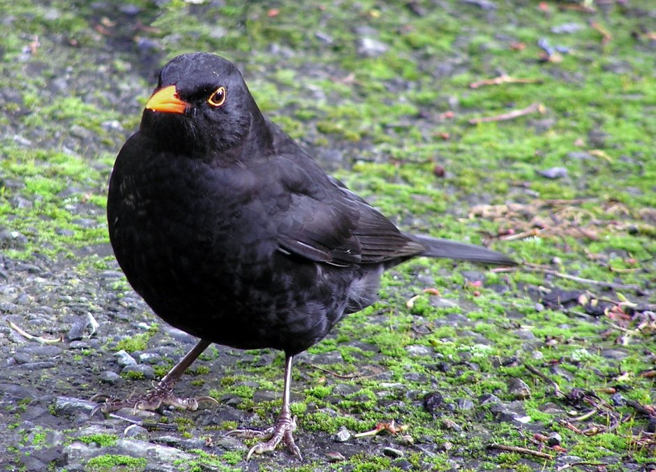 Common Blackbird (turdus Merula)