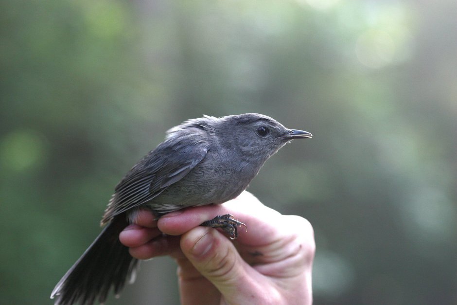 Turdus Merula