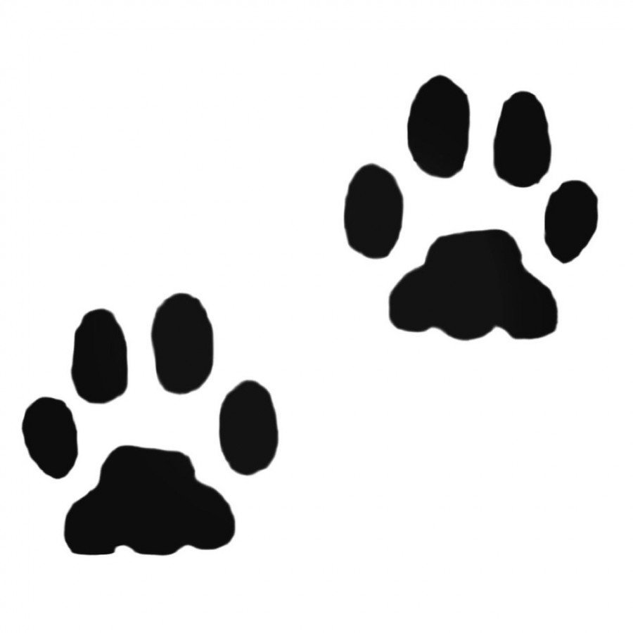 Следы зайчика