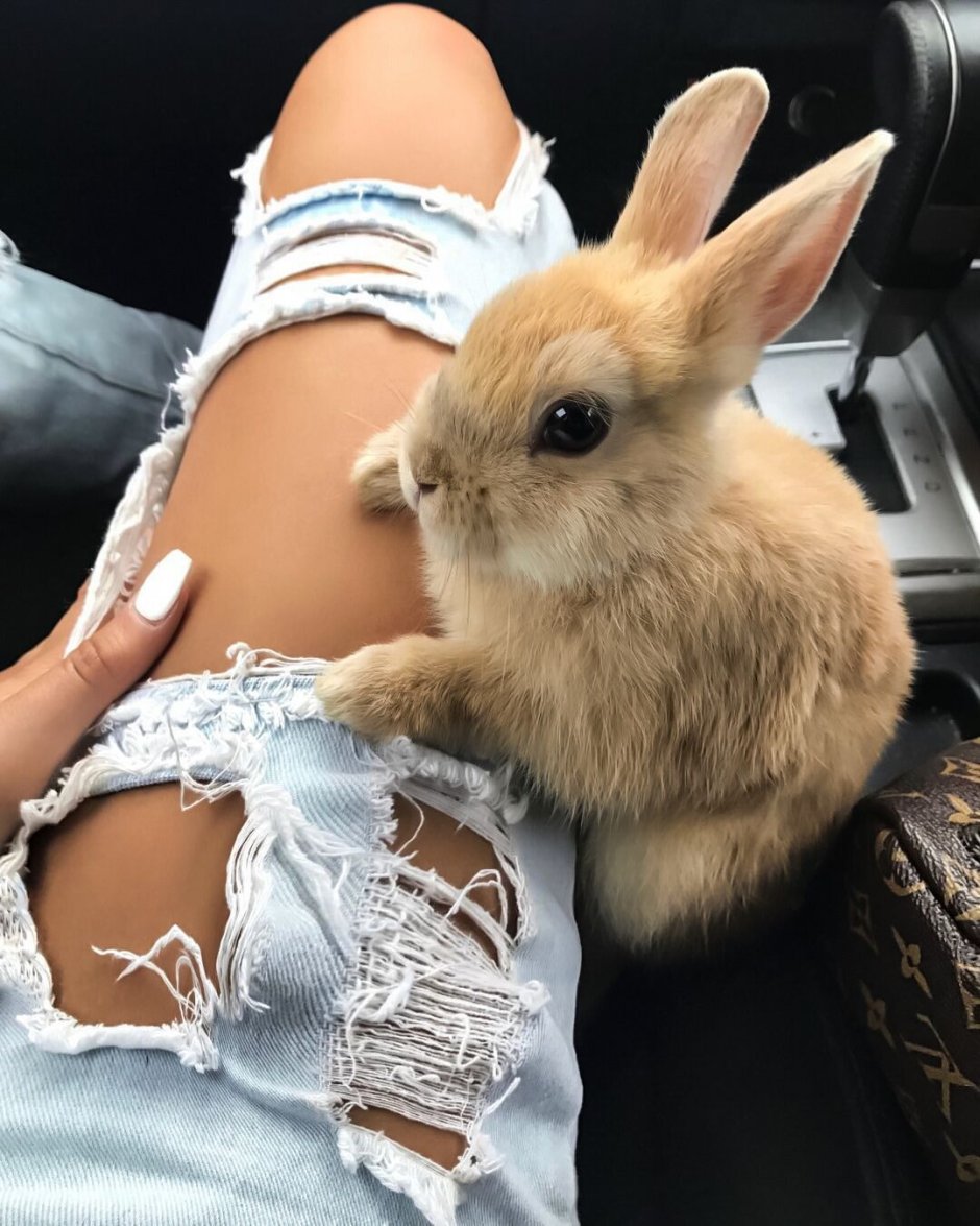 Необычные кролики