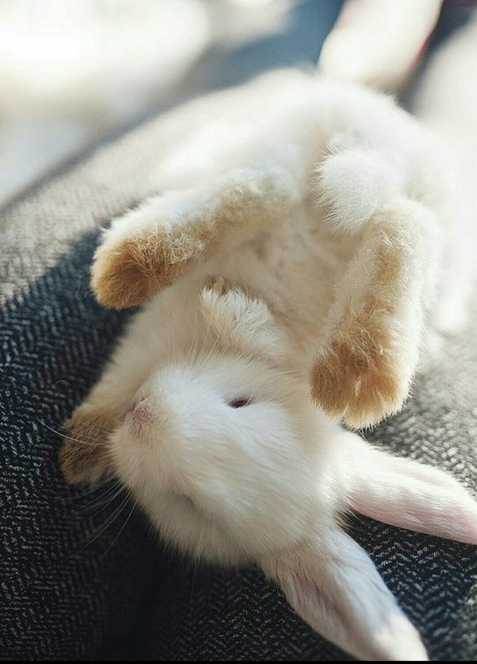 Кроличья лапка