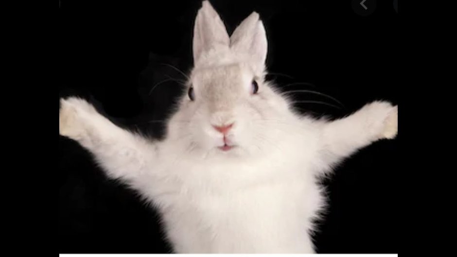 Кролик машет лапой