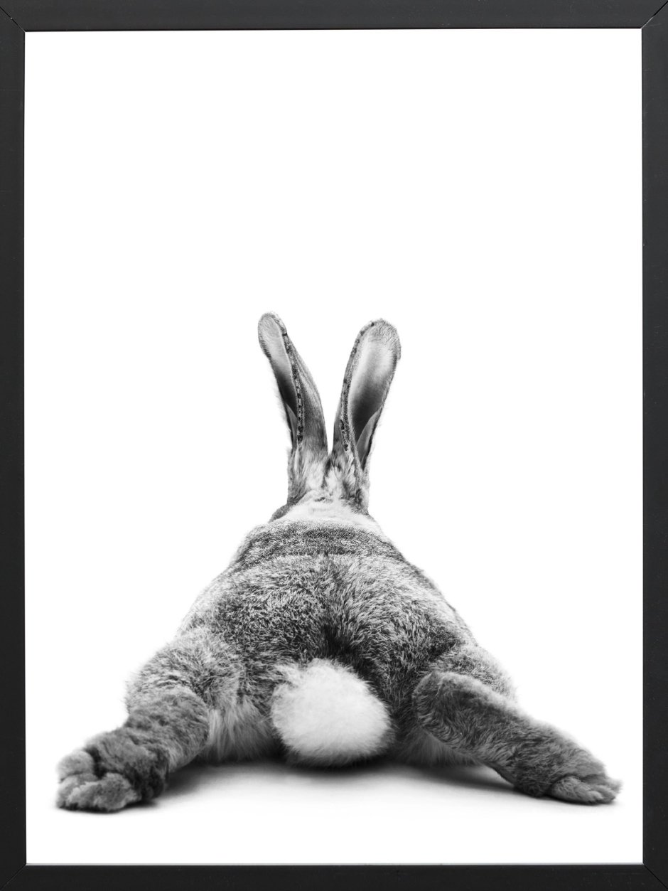 Кролик сзади