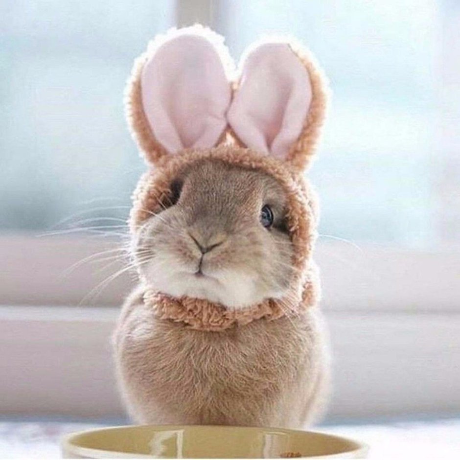 Милый пушистый кролик