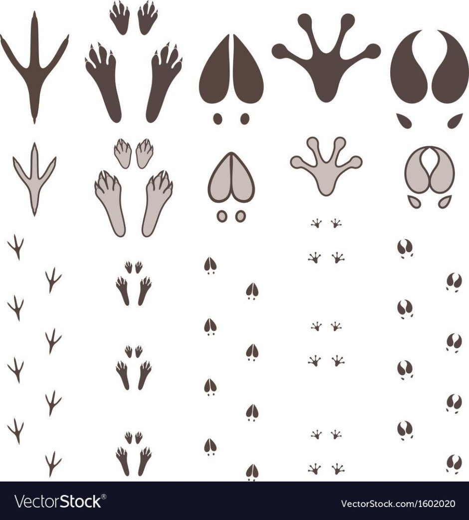 Следы зайца вектор