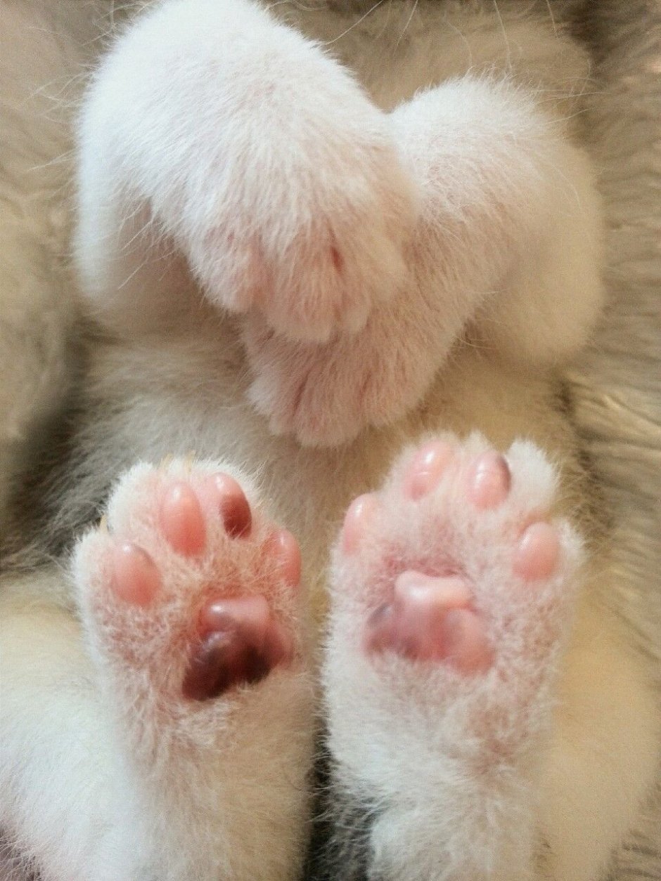 Кошачья лапка