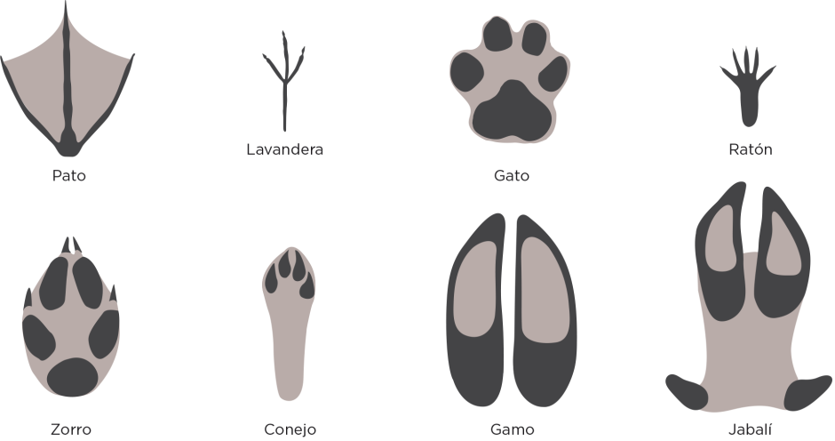 Отпечаток лапы кролика