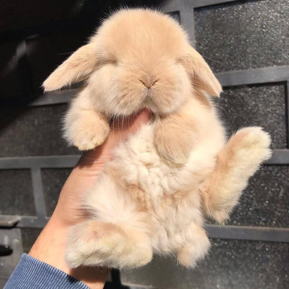 Смешной кролик рисунок