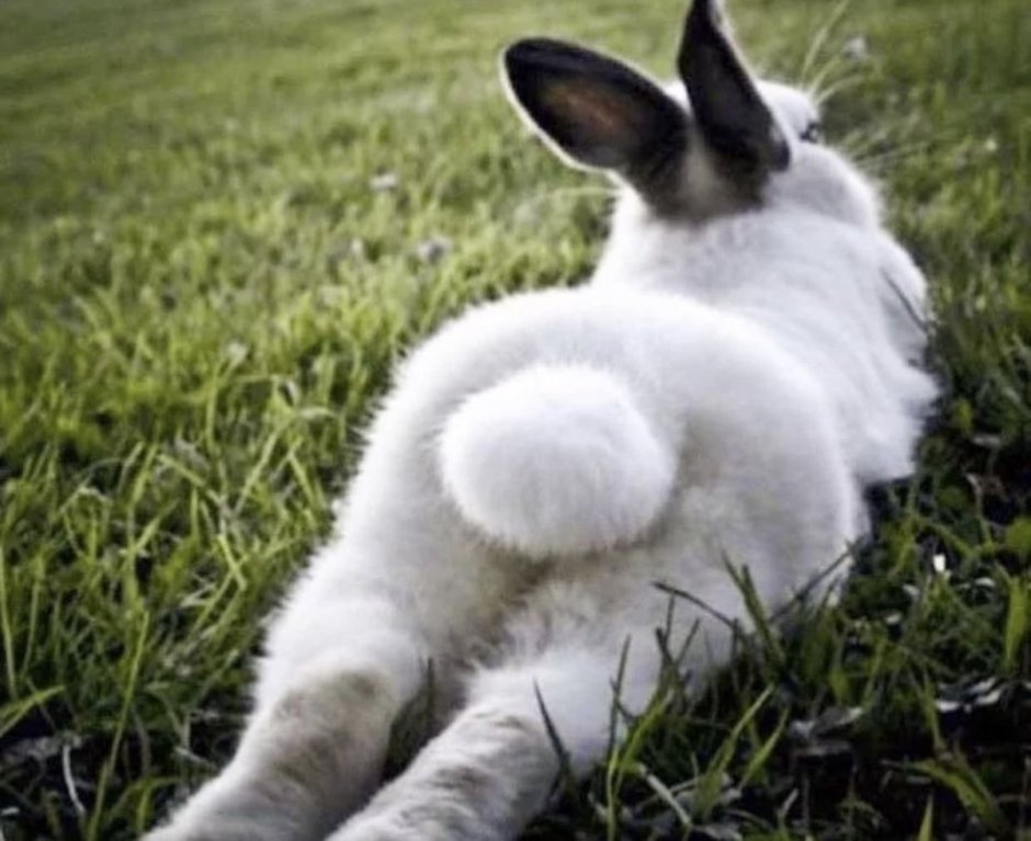 Отпечаток лапки зайца