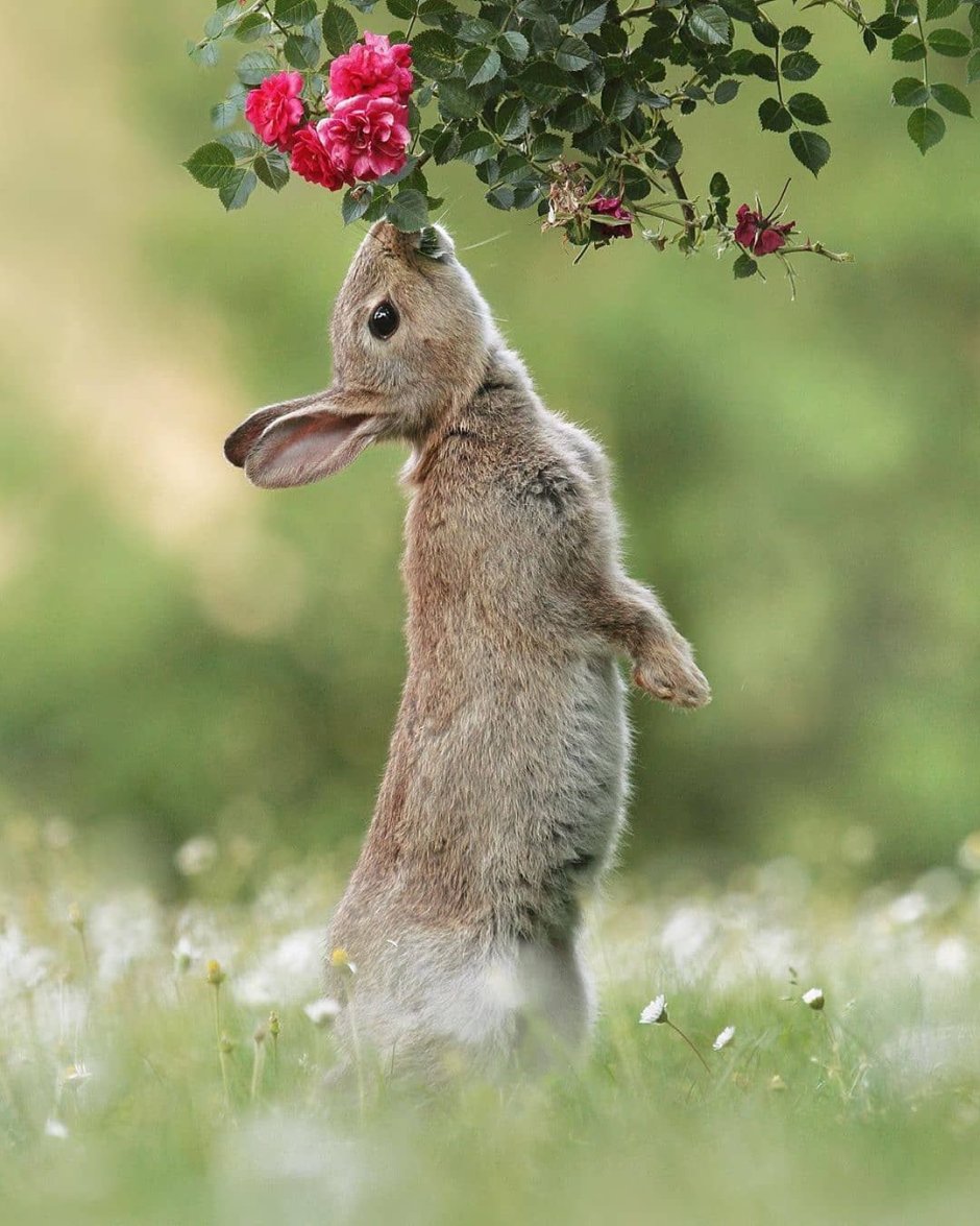 Лето животные