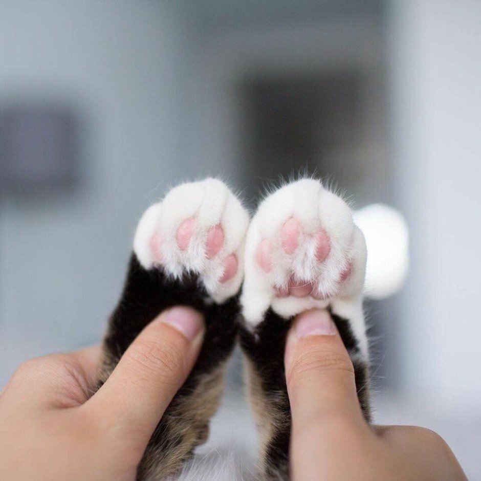 Пушистые лапки