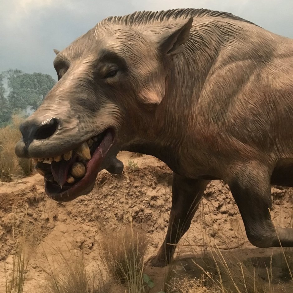 Гигантский Ленивец (Megatherium americanum)