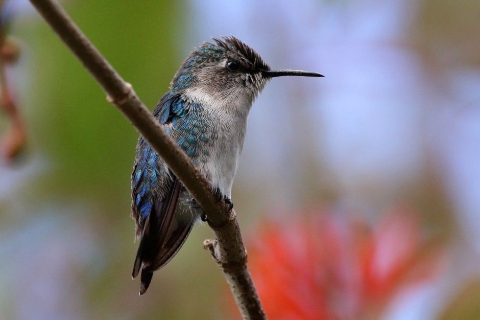 Колибри trochilidae