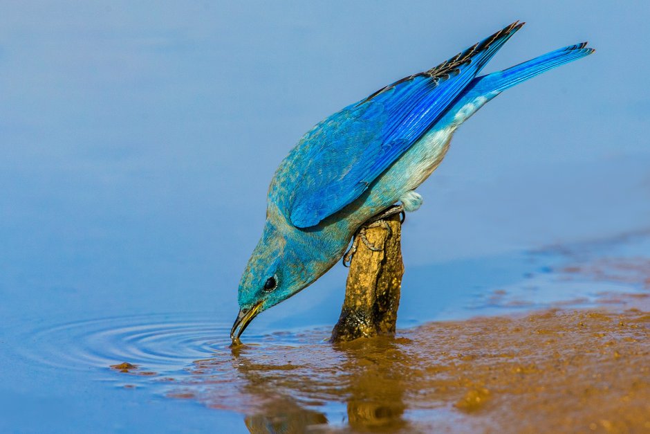 Колибри trochilidae
