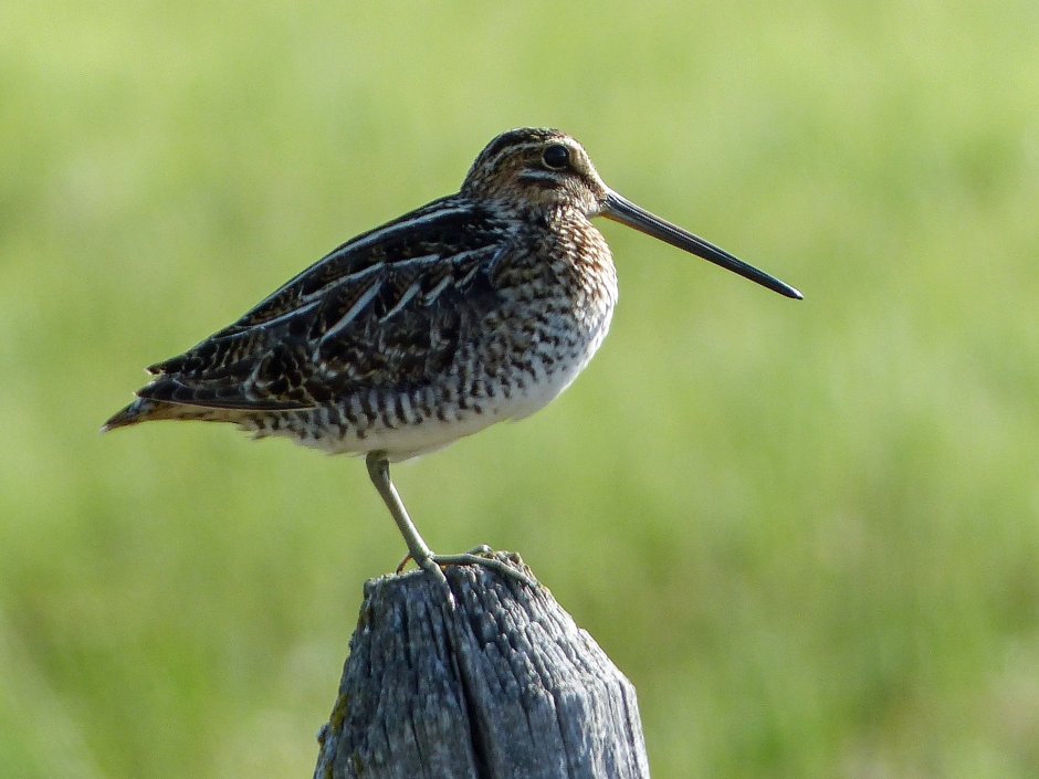 Toxostoma redivivum