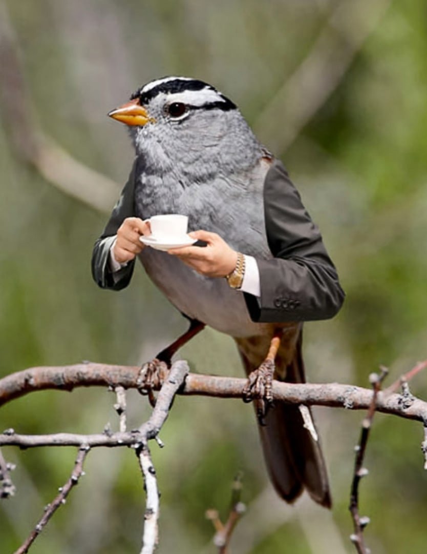 Ранняя птичка