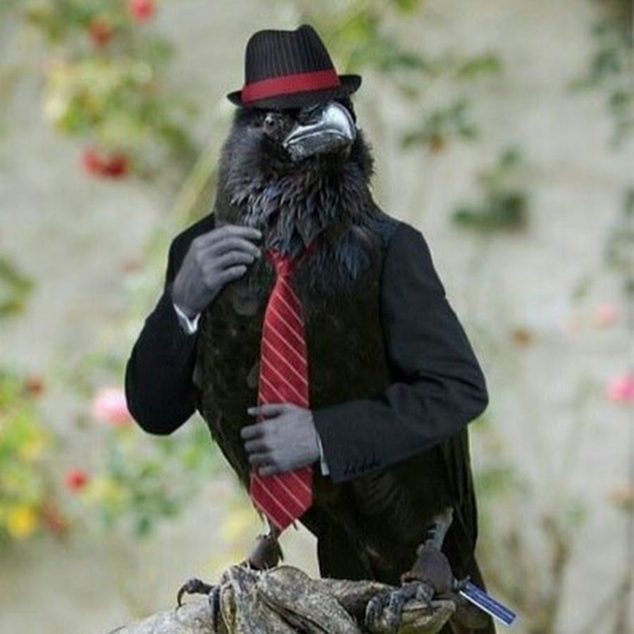 Ворона гангстер