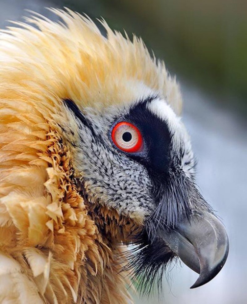 Lammergeier птица