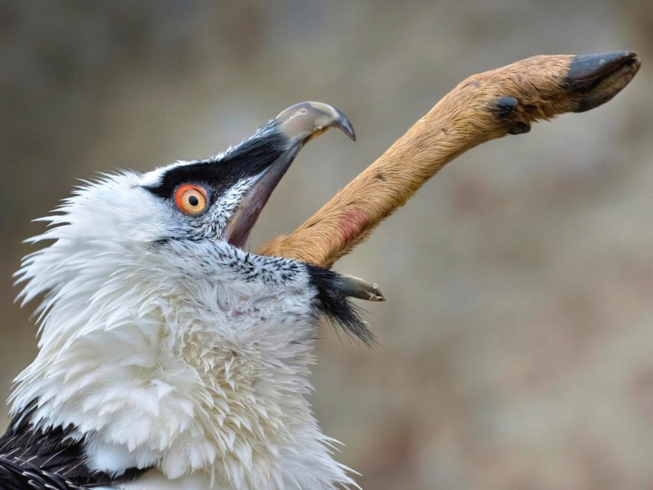 Стервятник падальщик Бородач