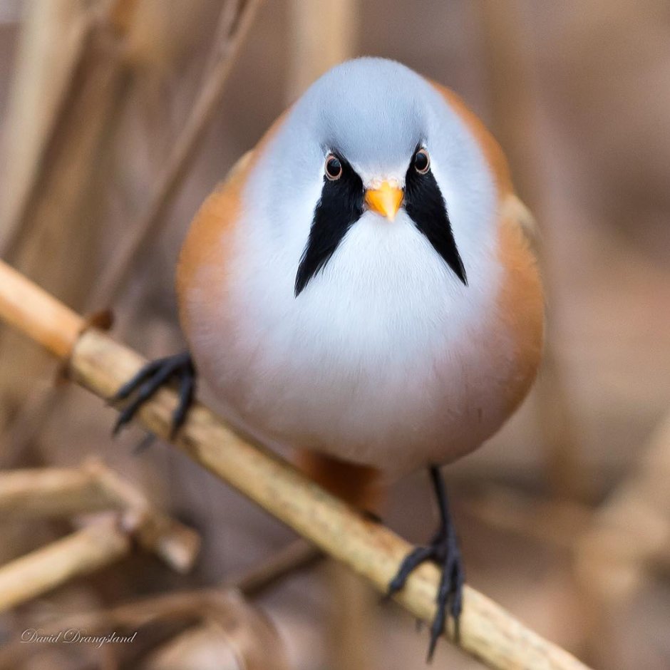 Усатая синица шпагат