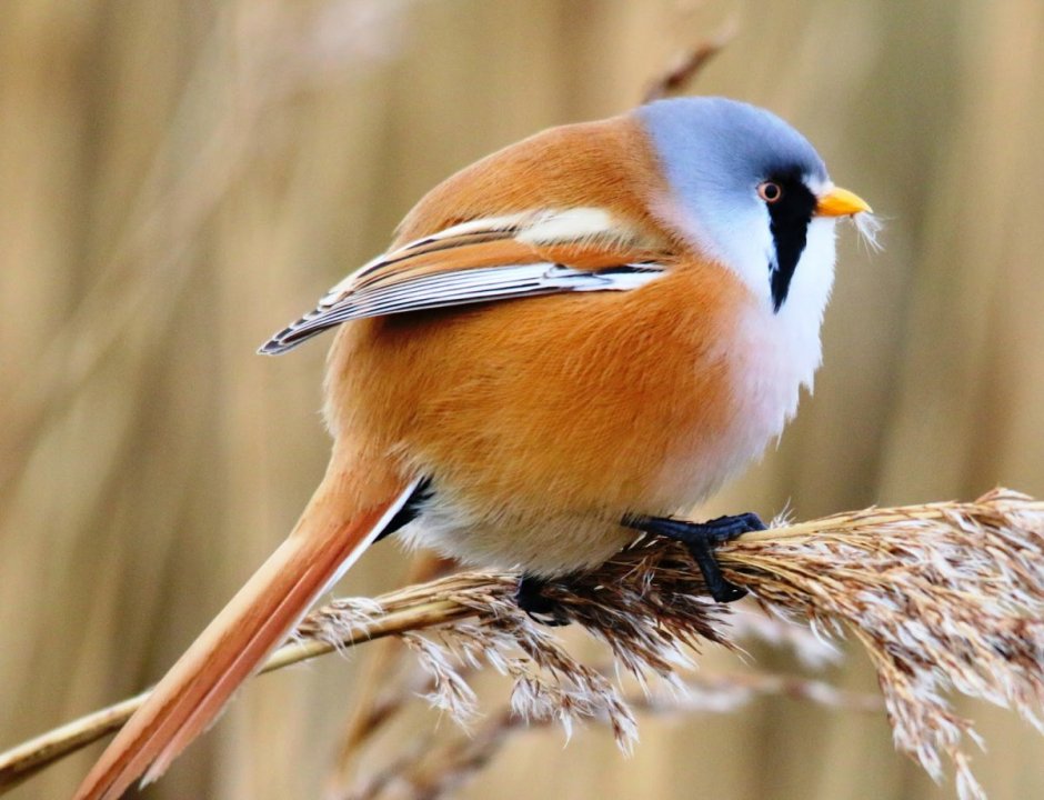 Птица щетину