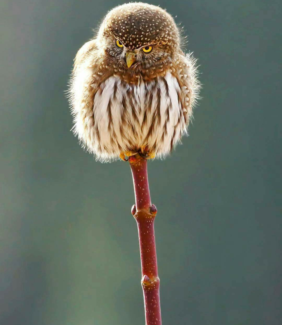 Воробьиный Сыч Совиные