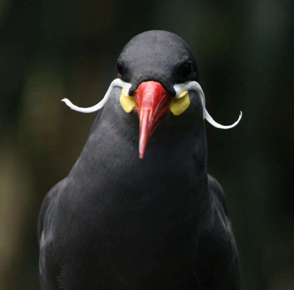 Крачка Инка