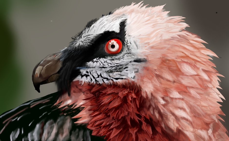 Орёл-ягнятник Бородач