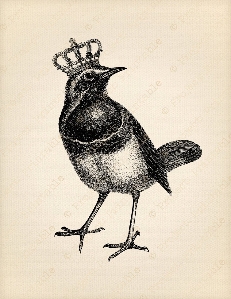 Птица с короной на голове