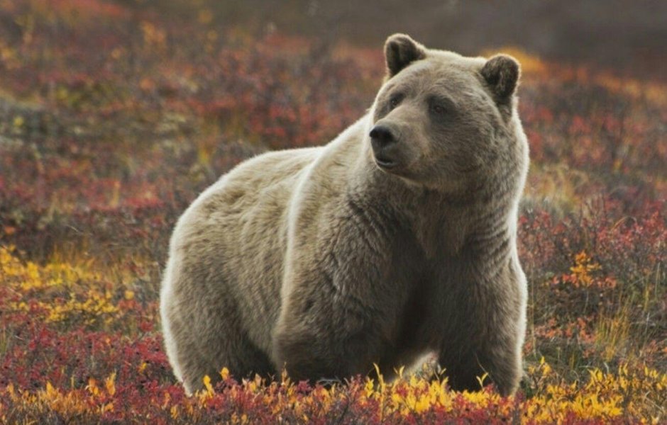 Гибрид белого и бурого медведя