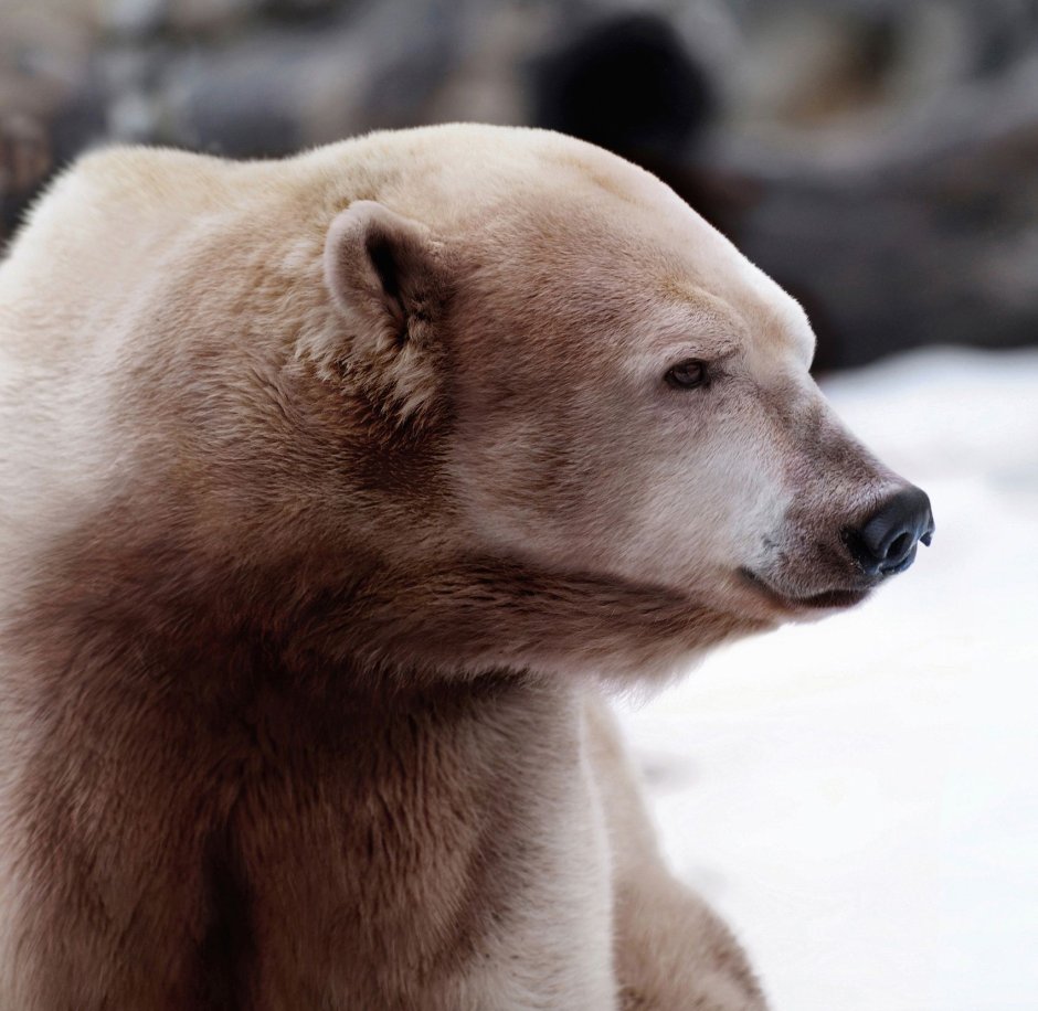 Полярный Гризли