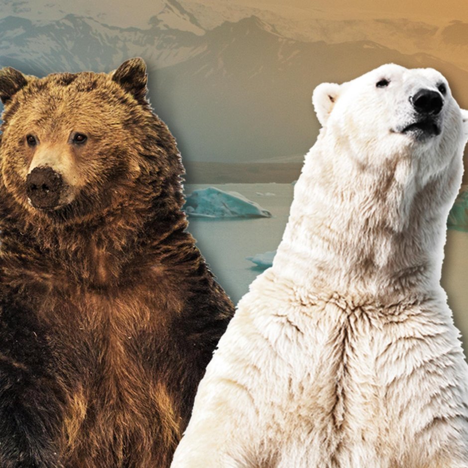 Гризли бурый белый медведь