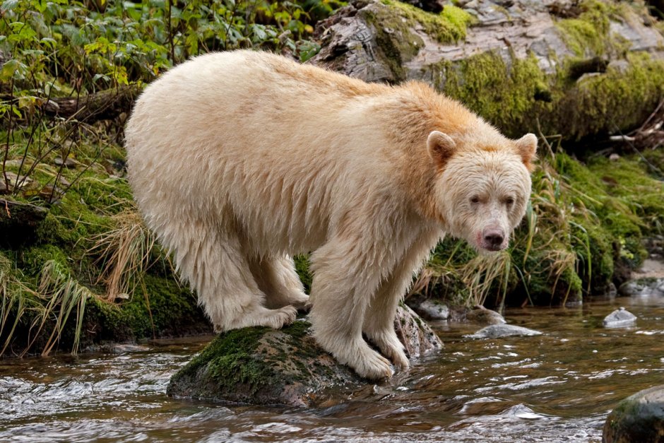 Ursus americanus kermodei