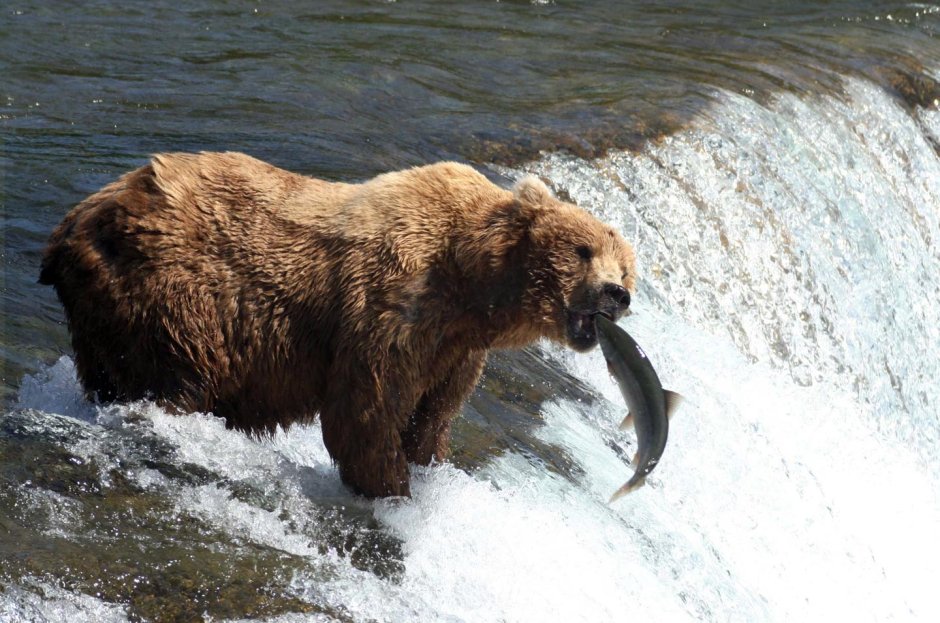 Гризли vs бурый медведь