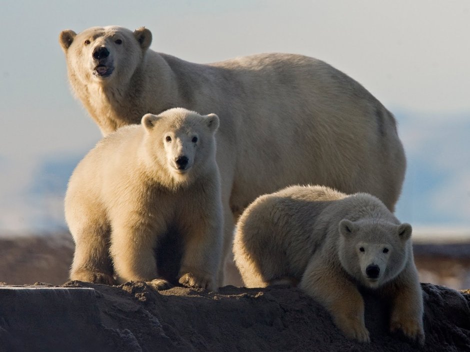 Белый и бурый медведь