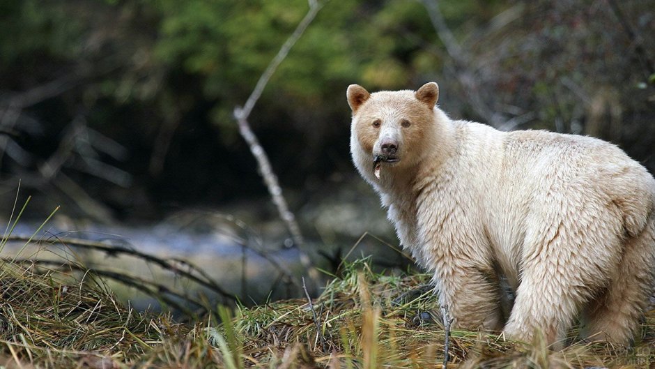 Бурый медведь альбинос