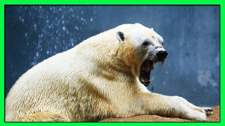 Полярный Гризли