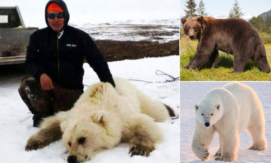 Медведь Гризли и бурый разница