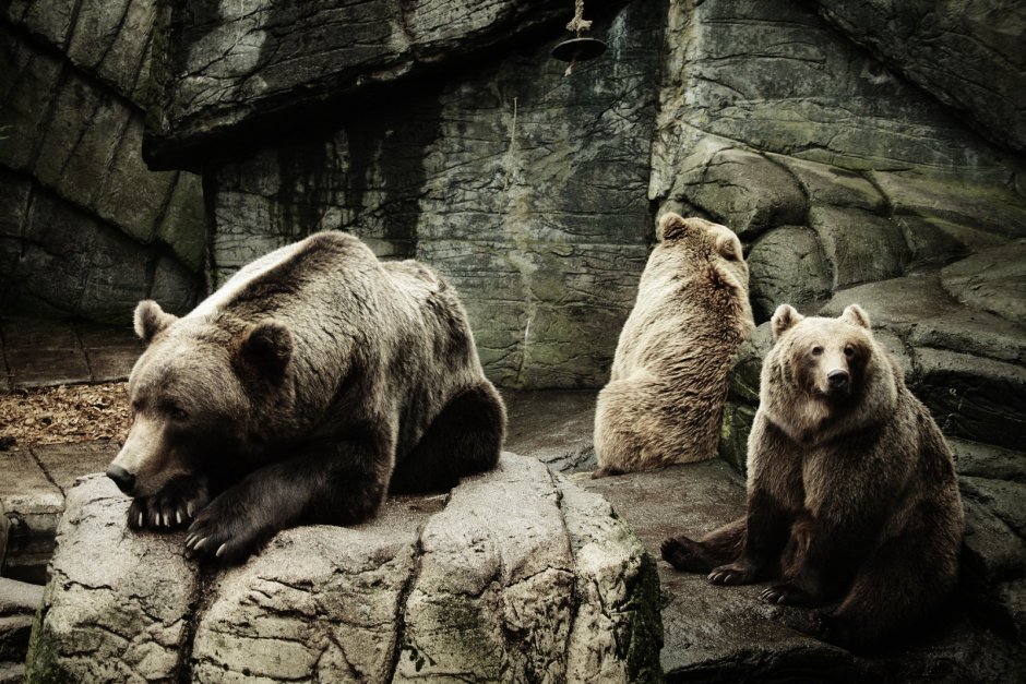 Гибрид белого и бурого медведя