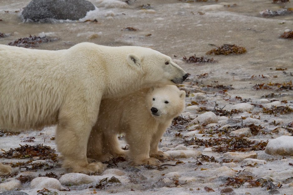 Белый медведь и Гризли