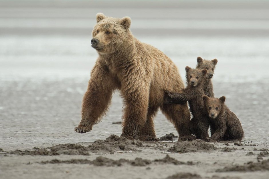 Белый медведь и бурый медведь
